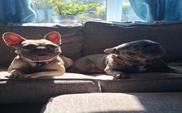 French Bulldog dogs for sale: 5 Beautiful French bulldogs - Image 36