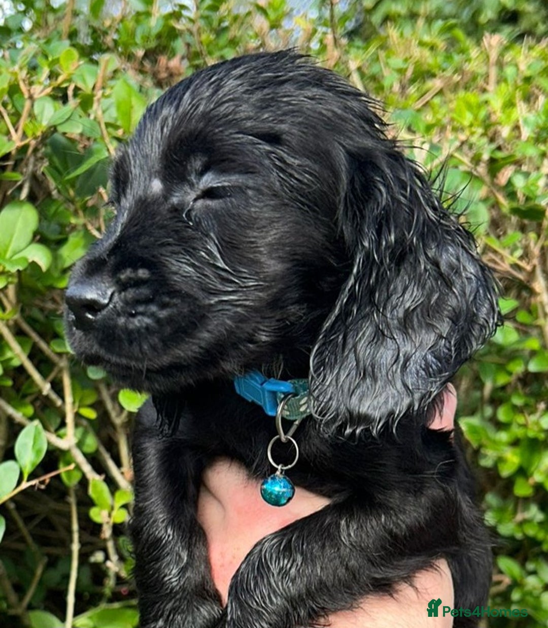 Cocker Spaniel dogs for sale: 3 beautiful working cocker spaniel puppies  - Image 11