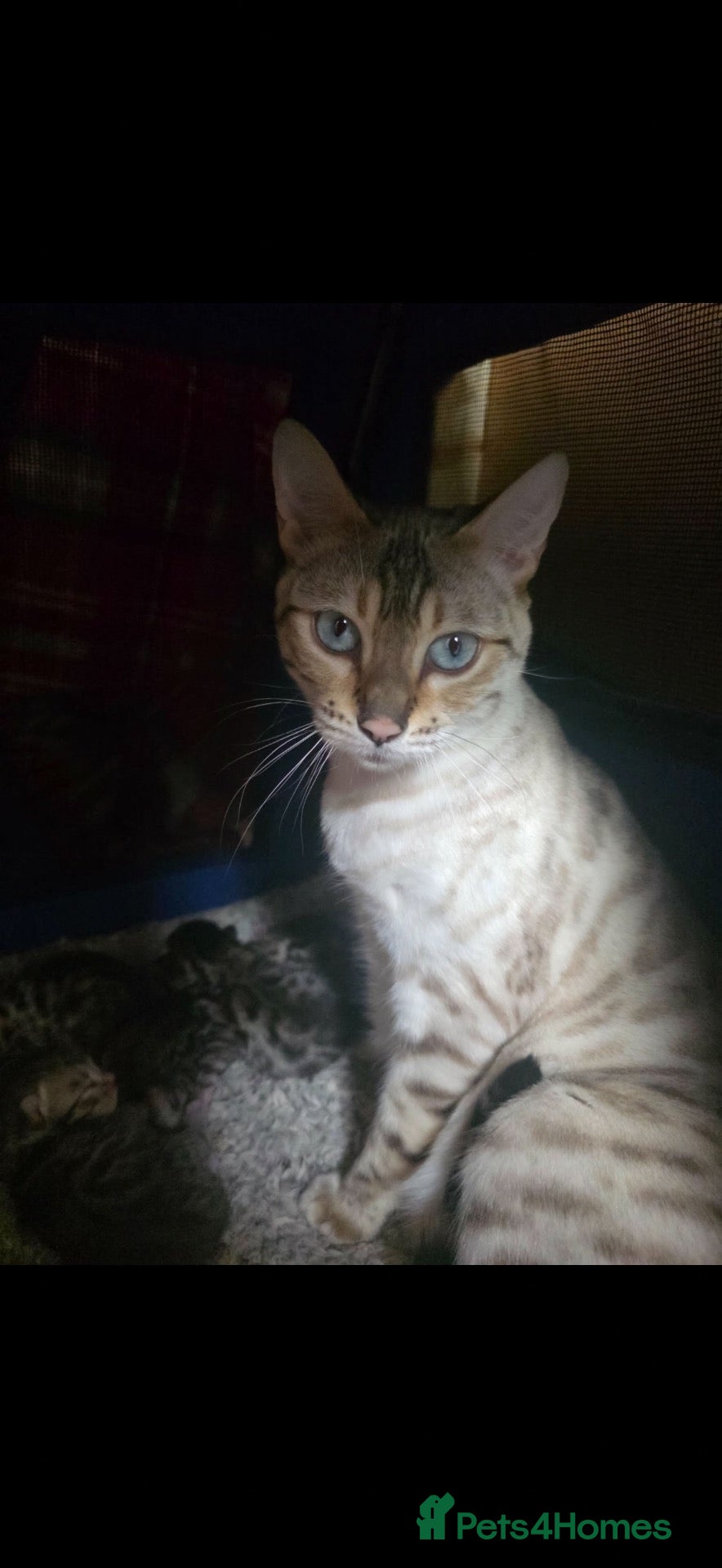 Mixed Breed cats Bengal x Maine coone kittens  - Advert 2