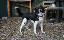 Mixed Breed dogs for adoption: 💙🐶 BOB 🐶💙 - Image 15