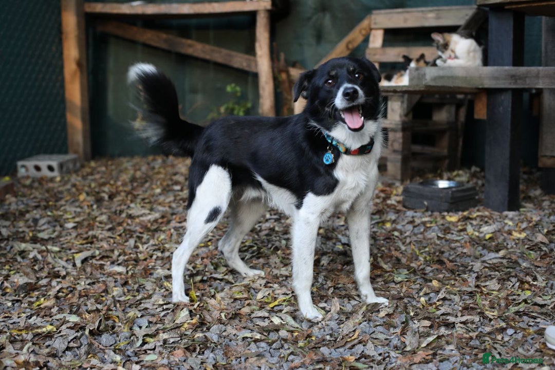 Mixed Breed dogs for adoption: 💙🐶 BOB 🐶💙 - Image 15