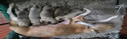 Whippet dogs for sale: Beautiful whippets  in Machynlleth - Advert 8
