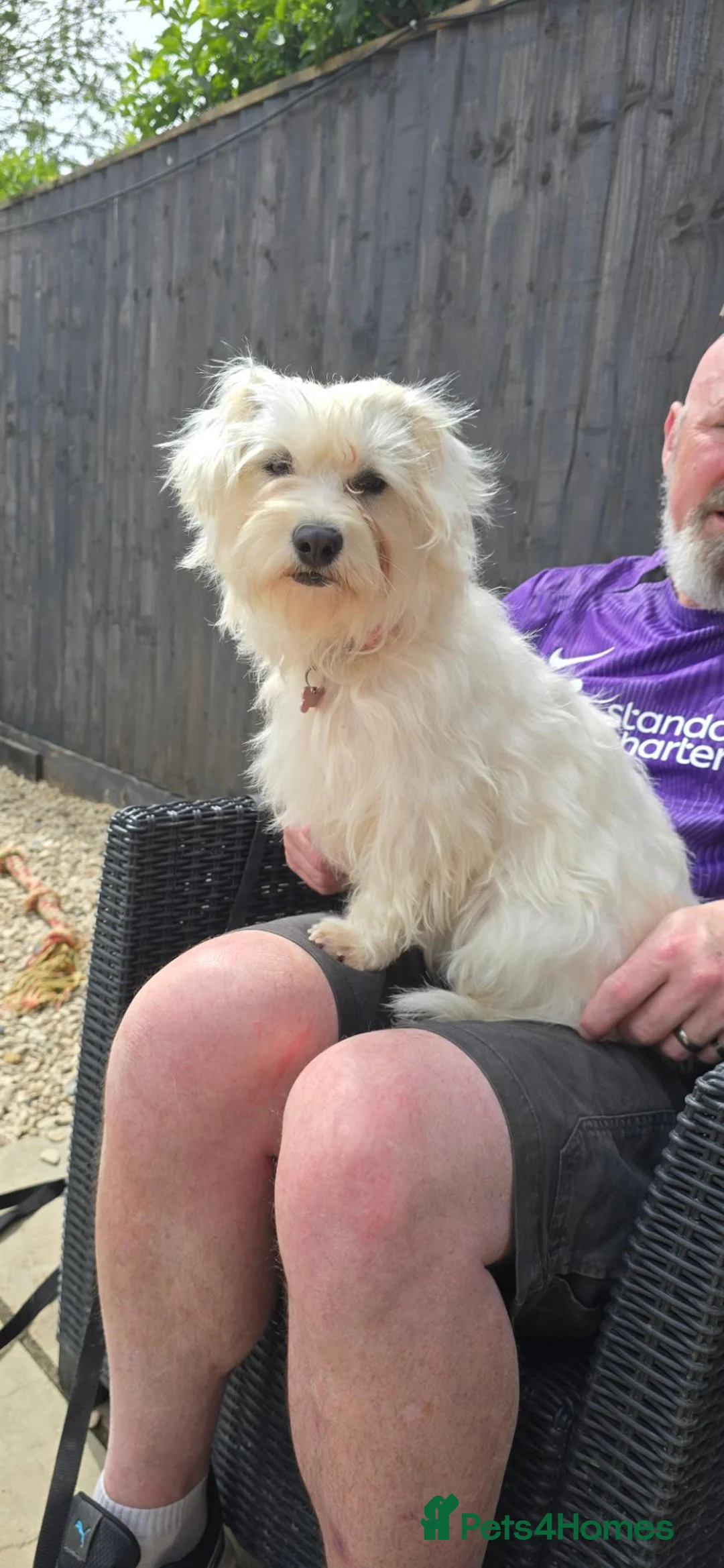 Mixed Breed dogs for sale: Dora needs a new home in Paignton - Advert 1