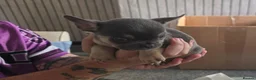 French Bulldog dogs for sale: French bulldog pups in Port Talbot - Advert 3