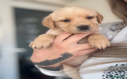 Goldador dogs for sale: Beautiful goldador puppies  - Image 8