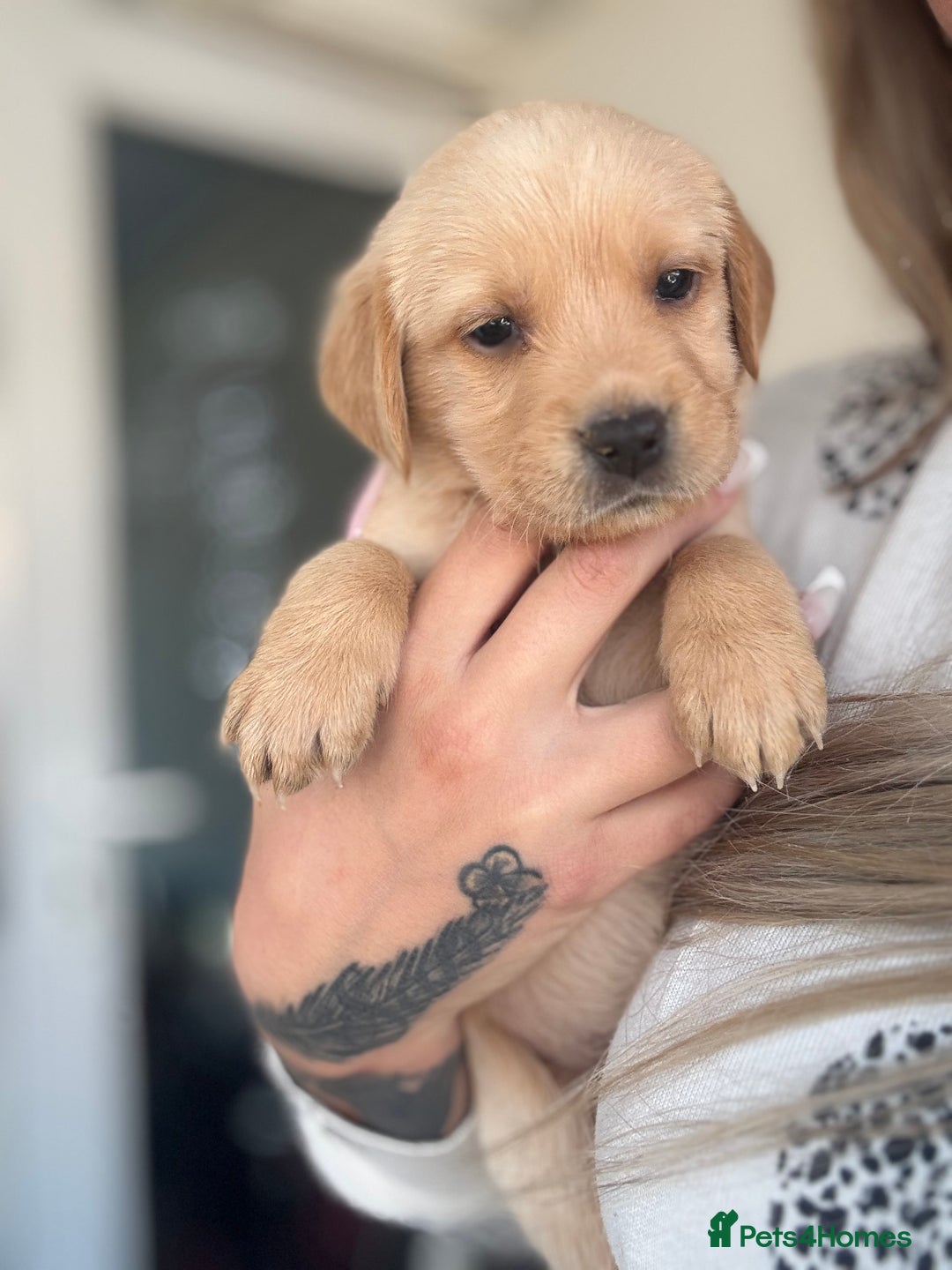 Goldador dogs for sale: Beautiful goldador puppies  - Image 8
