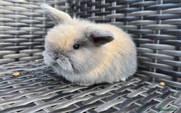 Mini Lop rabbits for sale: Beautiful mini lop bunnies - Image 8