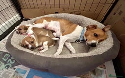 Jack Russell dogs for sale: Gorgeous Jack Russell puppies - Image 5