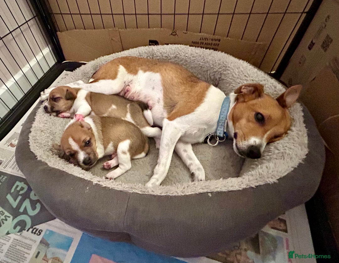 Jack Russell dogs for sale: Gorgeous Jack Russell puppies - Image 5