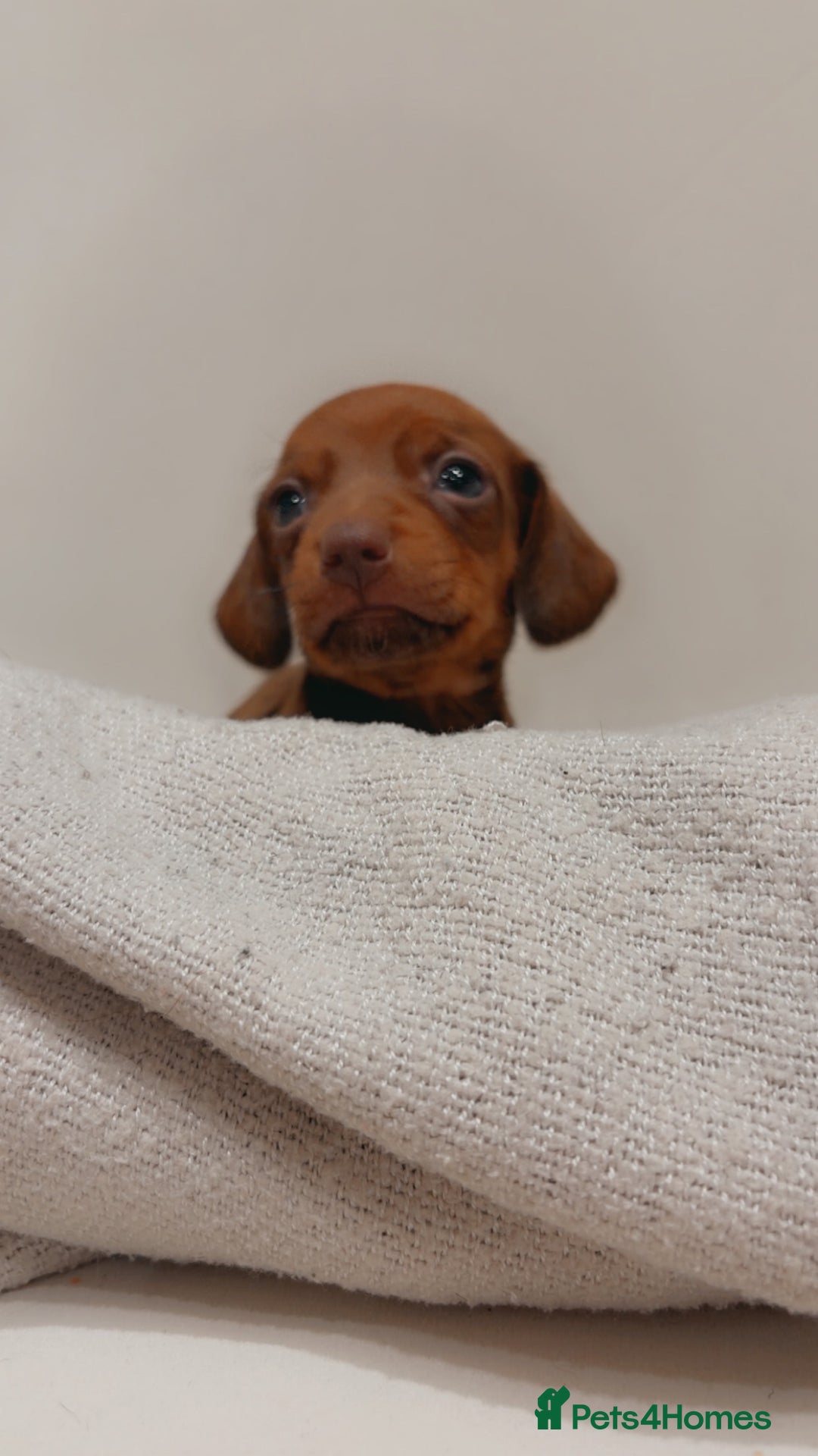 Dachshund dogs for sale: Sausage dog puppies  - Advert 8