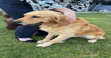 Golden Retriever dogs - Advert 9