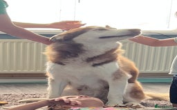 Siberian Husky dogs for sale: Husky for rehome!  - Image 2