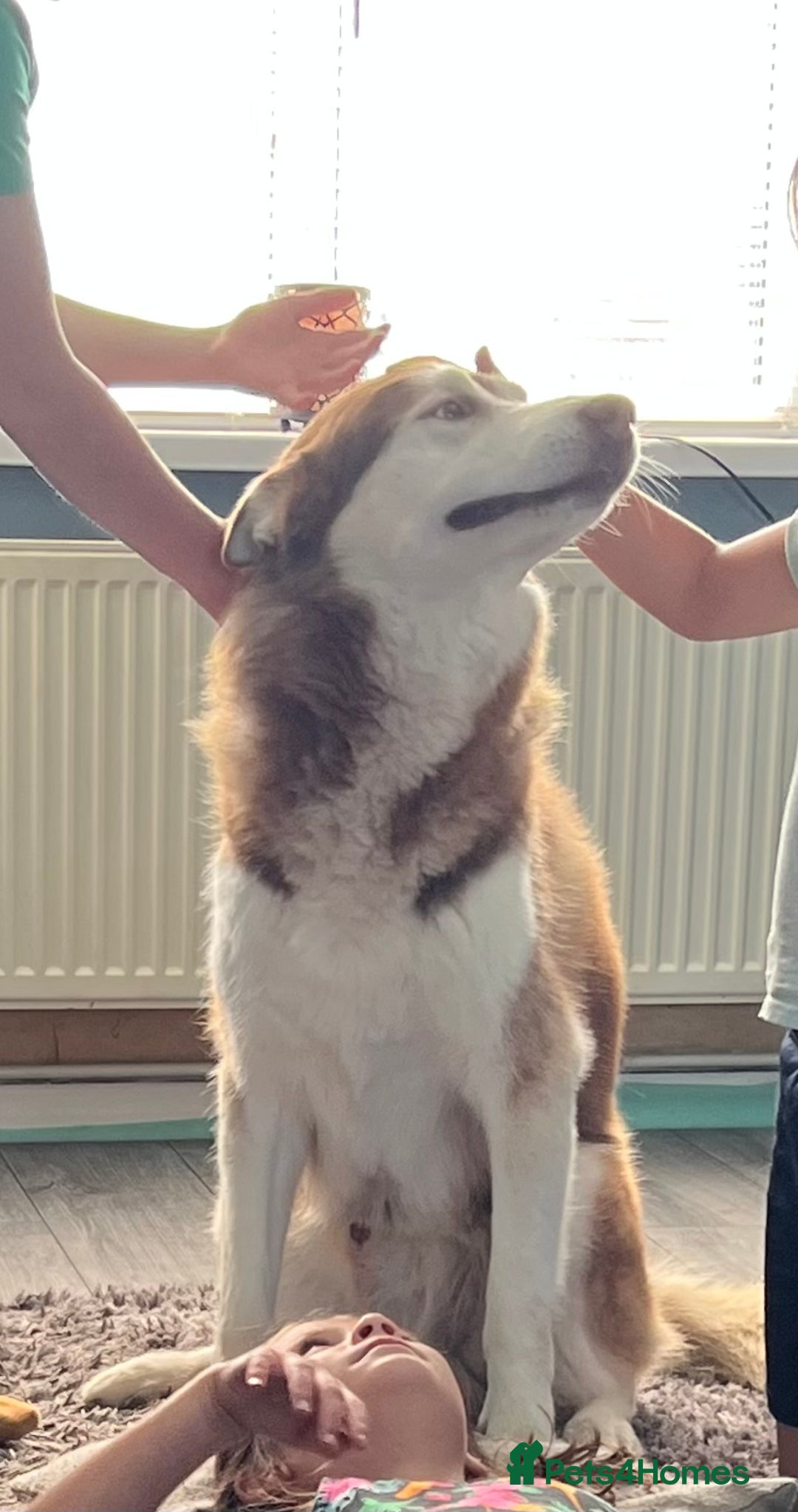 Siberian Husky dogs for sale: Husky for rehome!  - Image 2