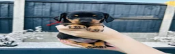 Miniature Dachshund dogs for sale: Miniature dachshund puppies 🩷💙 - Advert 10