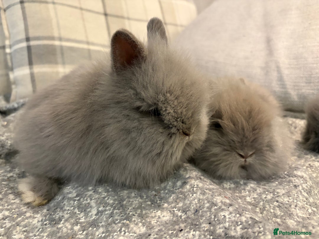 Lionhead rabbits for sale: Double maned lion head bunnies for sale  - Image 4