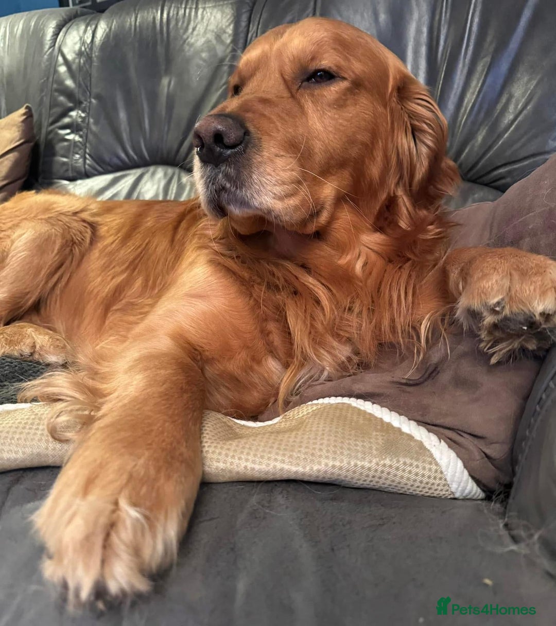 Golden Retriever dogs for sale: Amazing shades long awaited litter - Advert 21