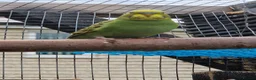 Budgerigars birds for sale: 2x female budgies 12 weeks old ready now - Advert 7