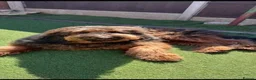 Mixed Breed dogs for sale: Fabulous Shepadoodles 2 stunning girls  - Advert 15
