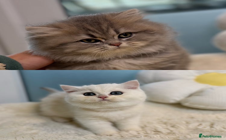 British Shorthair cats Affectionate lap cats health tested parents  - Advert 4