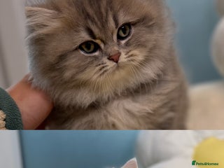 British Shorthair cats Affectionate lap cats health tested parents - Advert 4