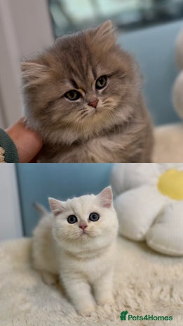 British Shorthair cats Affectionate lap cats health tested parents - Advert 4