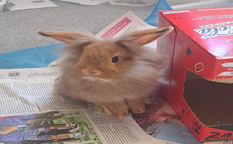 Mini Lion Lop rabbits - Advert 11