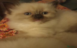 Ragdoll cats for sale: 4 beautiful ragdoll kittens for sale - Oxford - Image 15