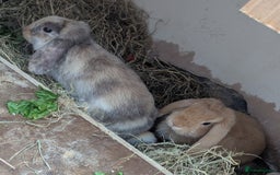 Dwarf Lop rabbits for sale: Beautiful young dwarf lop ready for their new home - Image 2