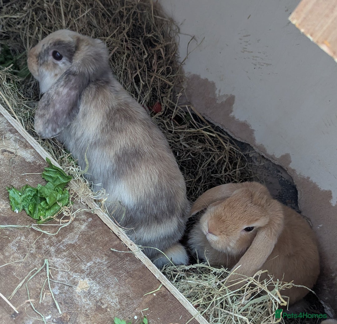 Dwarf Lop rabbits for sale: Beautiful young dwarf lop ready for their new home - Image 2