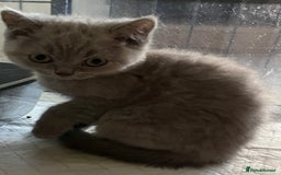 British Shorthair cats for sale: Stunning pure British shorthaired kittens - Image 12