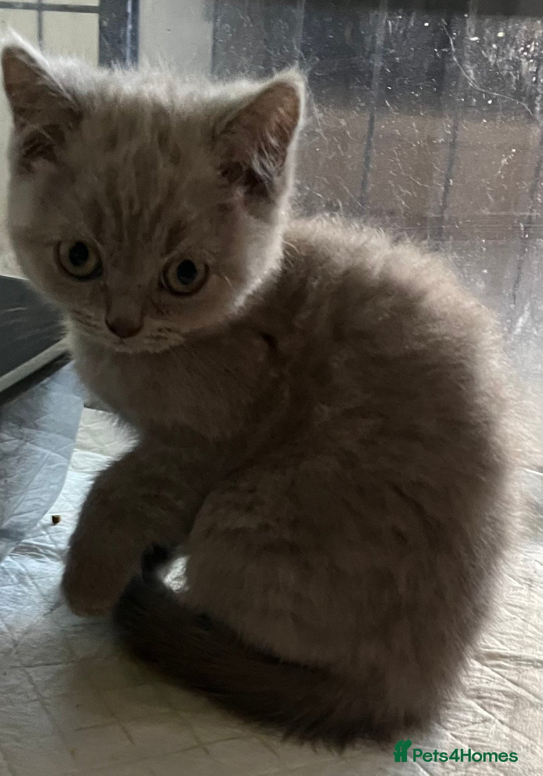 British Shorthair cats for sale: Stunning pure British shorthaired kittens - Image 12