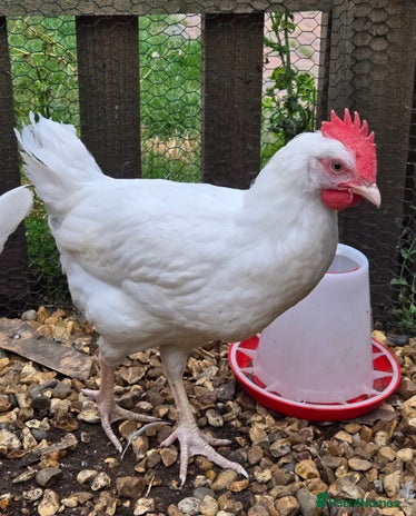 Chickens poultry - Advert 12