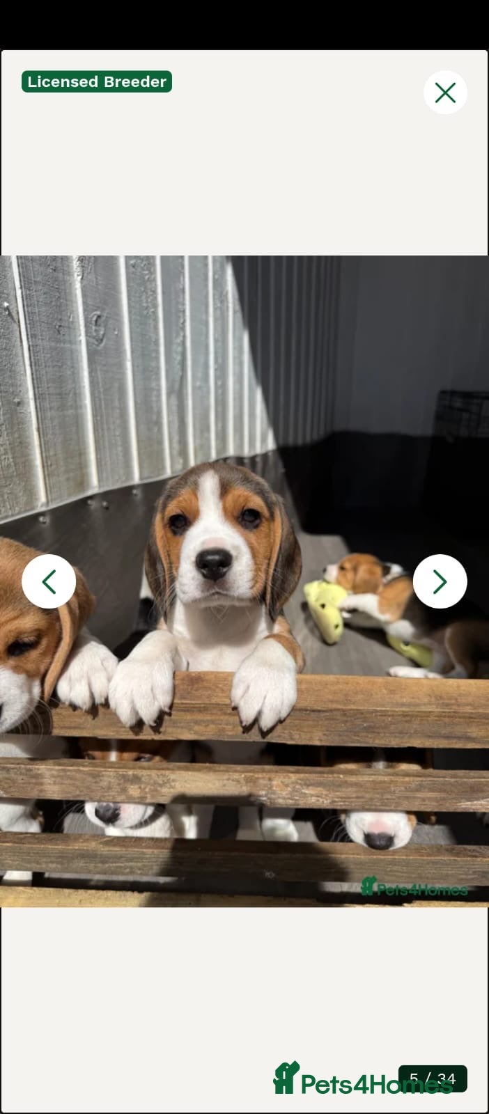 Beagle dogs Last Beagle girl available!  - Advert 3