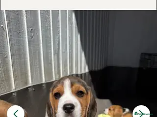 Beagle dogs Last Beagle girl available! - Advert 3