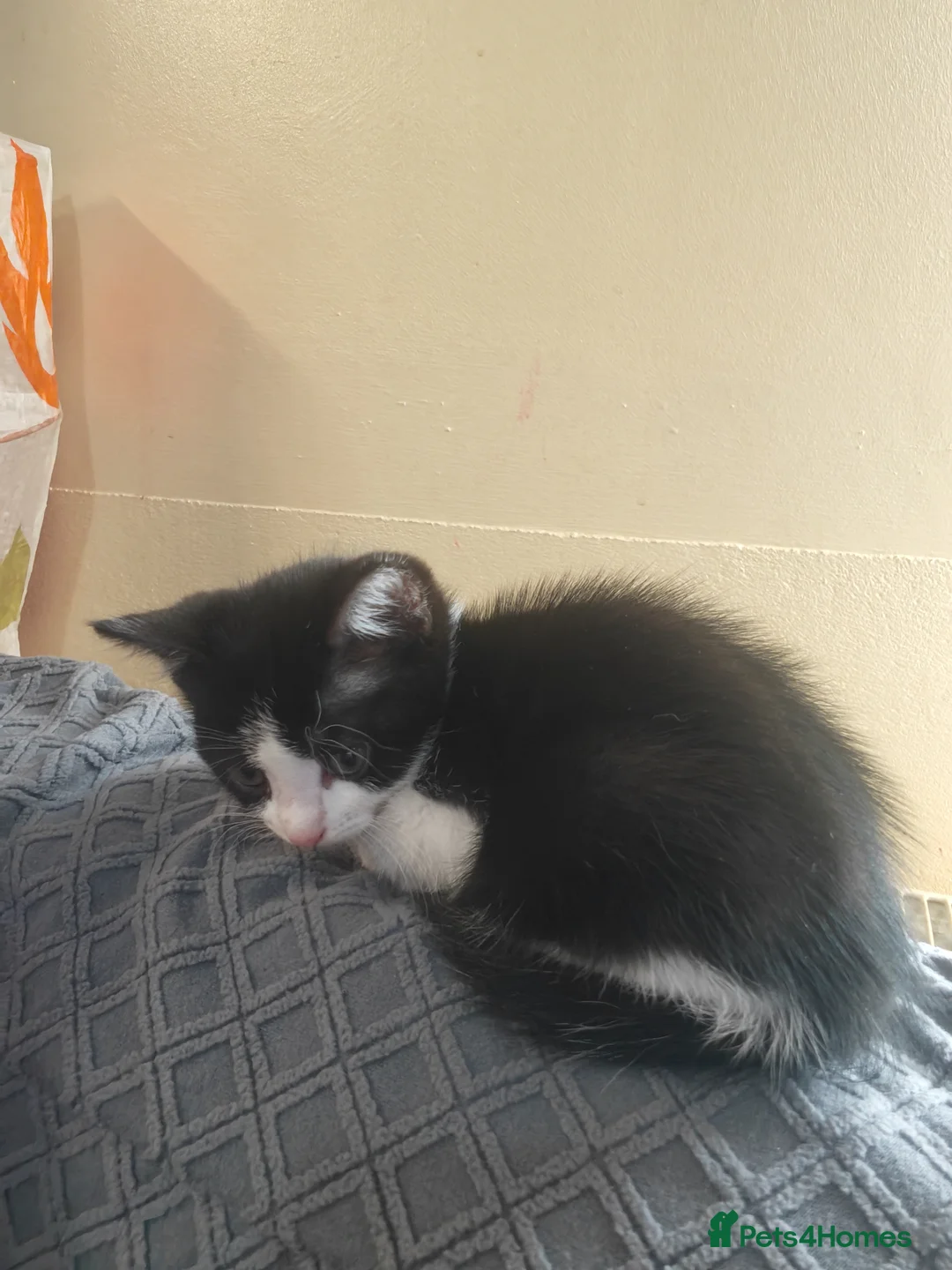 Mixed Breed cats for sale: Family friendly DSH kittens in Lincoln - Advert 3