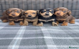 Miniature Dachshund dogs for sale: KC Registered true petite Miniature Dachshunds - Image 6