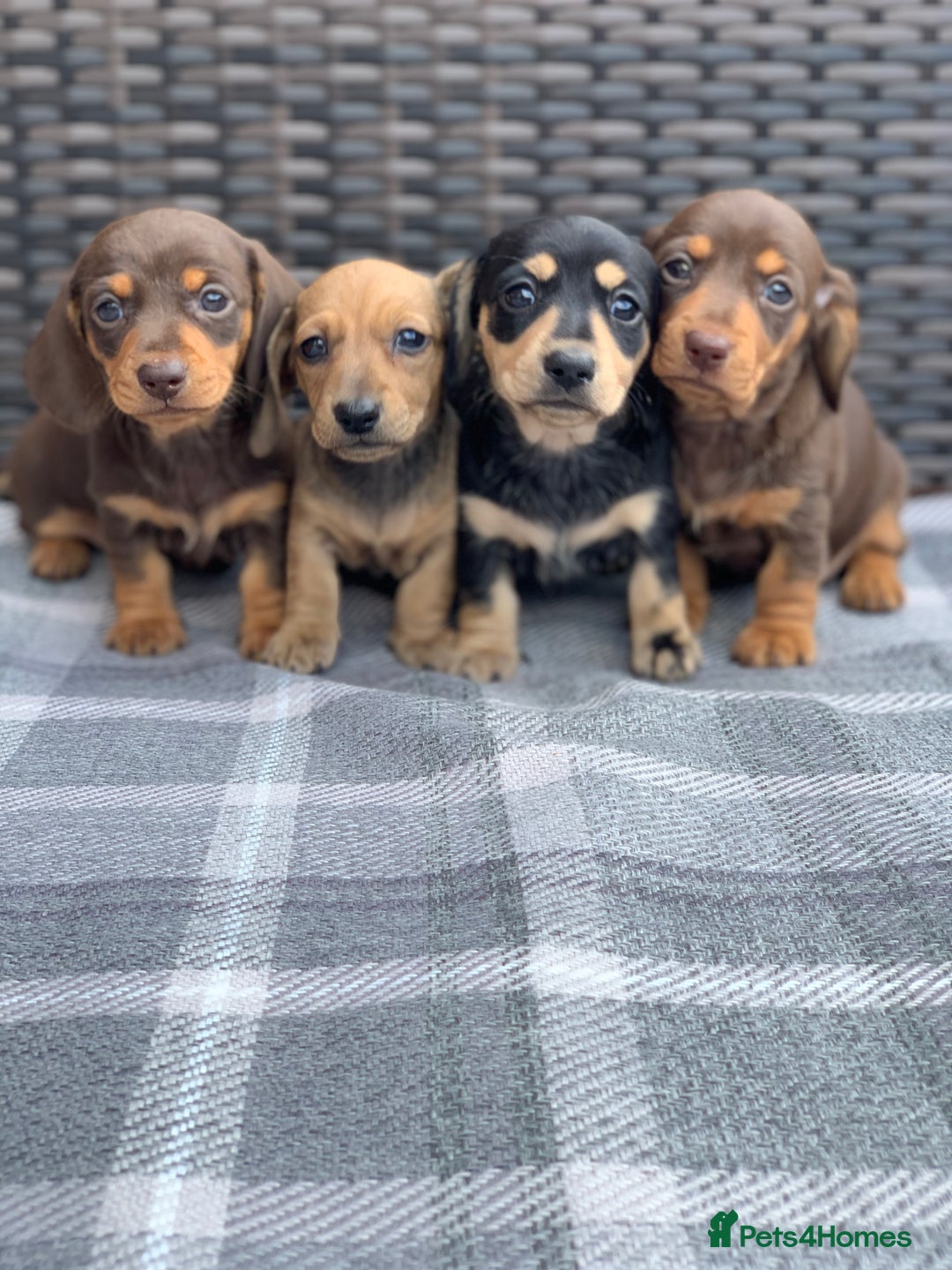Miniature Dachshund dogs for sale: KC Registered true petite Miniature Dachshunds - Image 6