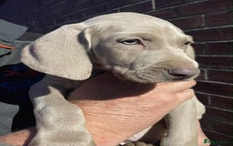 Weimaraner dogs for sale: Kc reg Weimaraner - Image 15