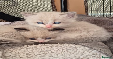 Ragdoll cats - Advert 1