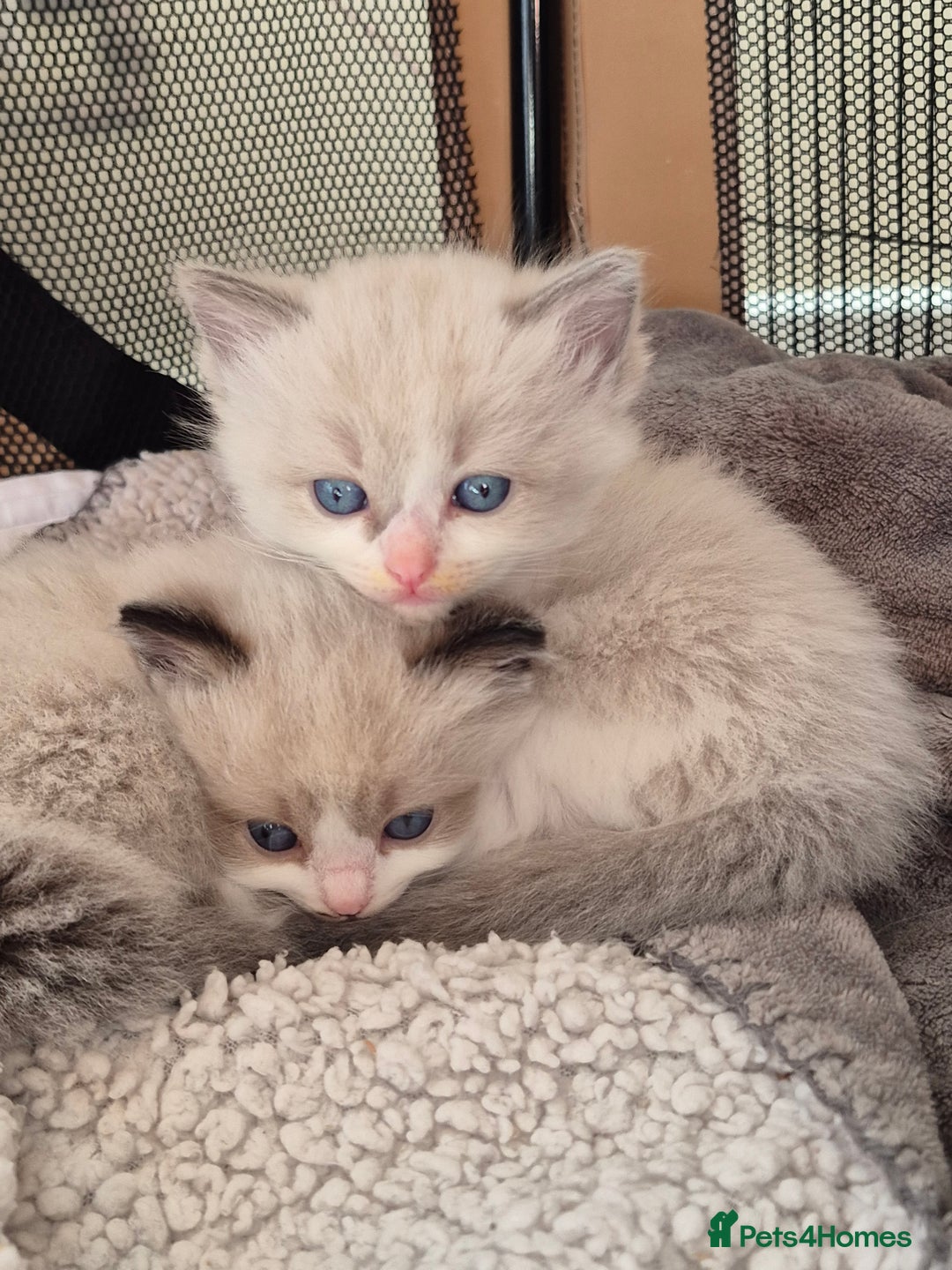 Ragdoll cats for sale: Pedigree Ragdoll Kittens  - Image 2