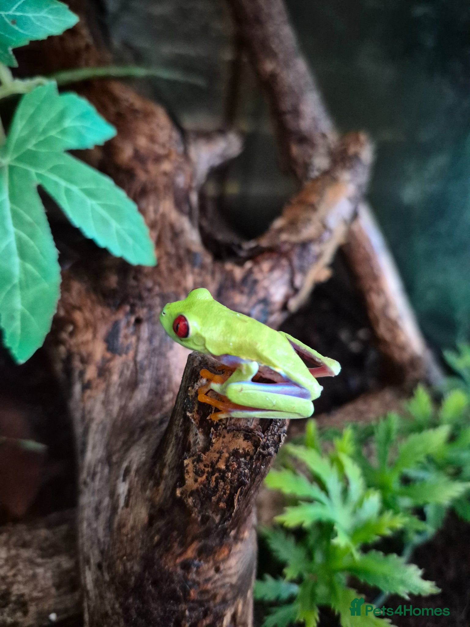 Frog reptiles for sale: Red eyes,Milk frogs,whites.Green/black.Pacman - Advert 4