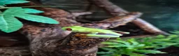 Frog reptiles for sale: Red eyes,Milk frogs,whites.Green/black.Pacman - Advert 1