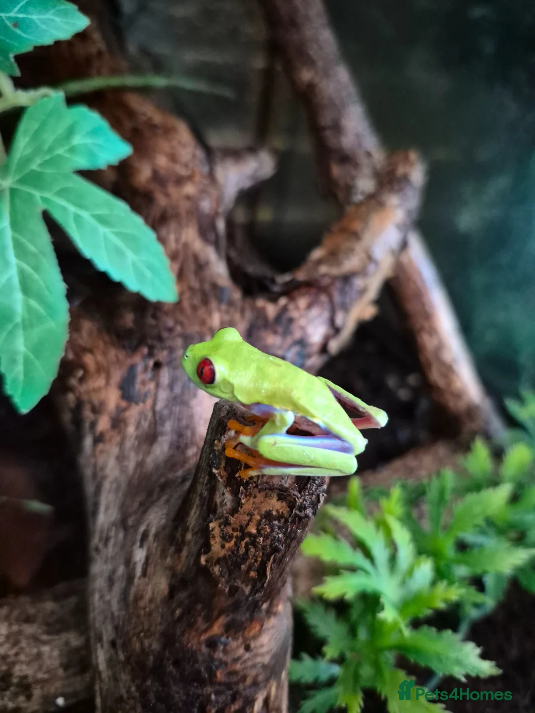 Frog reptiles for sale: Red eyes,Milk frogs,whites.Green/black.Pacman - Advert 1