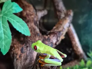 Frog reptiles for sale: Red eyes,Milk frogs,whites.Green/black.Pacman - Advert 4