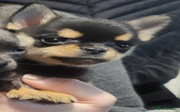 Chihuahua dogs for sale: 2 DWKC Chihuahua Boys - Image 3