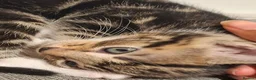 Mixed Breed cats for sale: 2 beautiful kittens left - Advert 31