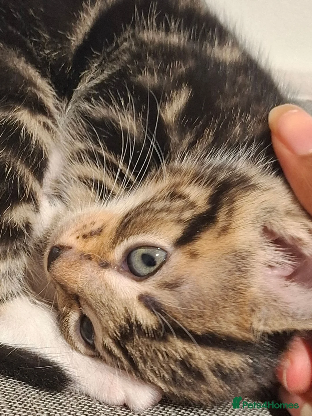 Mixed Breed cats for sale: 2 beautiful kittens left - Advert 31