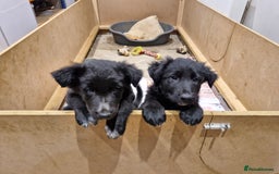 Mixed Breed dogs for sale: Shollie pup - Image 1