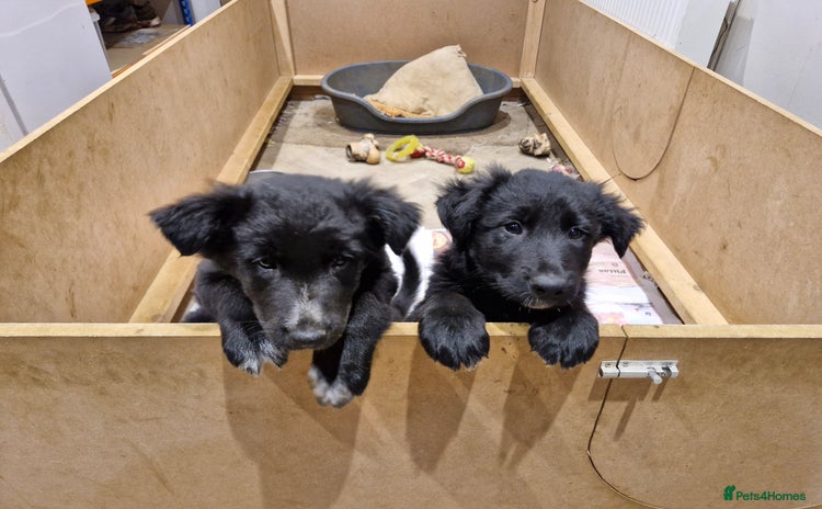 Mixed Breed dogs - Advert 1