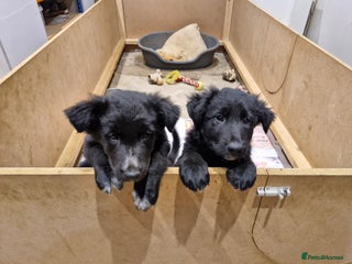 Mixed Breed dogs - Advert 14